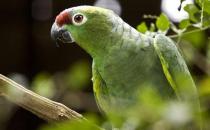 紅額鸚鵡的飼養方法 紅額鸚鵡的價格