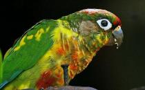 紅腹鸚鵡多少錢能買？紅腹鸚鵡的飼養(yǎng)方法