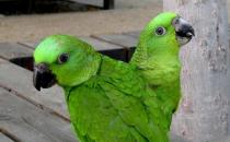 黃頸亞馬遜鸚鵡的簡介 黃頸亞馬遜鸚鵡的產(chǎn)地