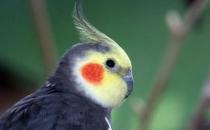 雞尾鸚鵡壽命的飼養方法 雞尾鸚鵡的生活習性