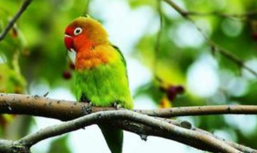 快速鸚鵡的飼養方法 快速鸚鵡的特征