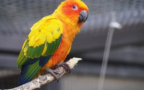 藍冠錐尾鸚鵡的產地 藍冠錐尾鸚鵡的簡介