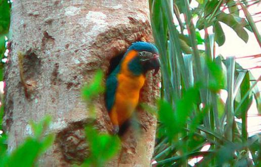 藍喉金剛鸚鵡是什么?藍喉金剛鸚鵡的產地