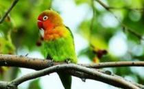 快速鸚鵡的飼養方法 快速鸚鵡的特征