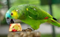 藍頂亞馬遜鸚鵡產自哪里？藍頂亞馬遜鸚鵡的簡介