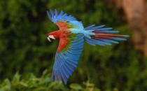 綠翅金剛鸚鵡怎么繁殖？綠翅金剛鸚鵡的飼養方法