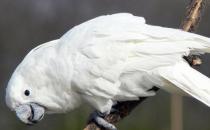 雨傘鳳頭鸚鵡多少錢一只？雨傘鳳頭鸚鵡的簡介