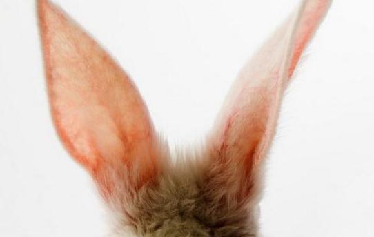 耳朵進異物的處理方法