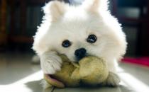 公母狗混養要隔開嗎？