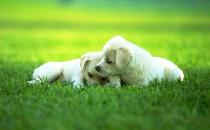 養狗必知的狗狗生理習性