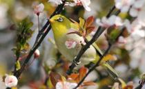 新手養(yǎng)鳥(niǎo)入門(mén)知識(shí)