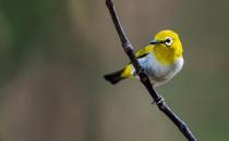 正確的給繡眼鳥(niǎo)日常護(hù)理