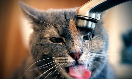 貓在什么時候可以閹割去勢？