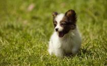 盤點狗狗飼料的種類
