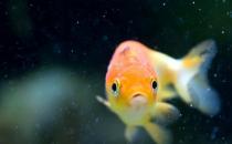 家庭養(yǎng)魚(yú)有什么好方法嗎？