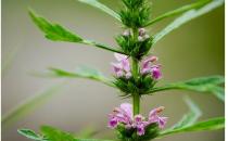 4食療救女人痛經