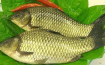 多吃魚好處多 春季吃哪種魚最好？