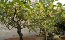 盆栽桂花不開花怎么辦？