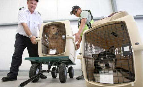 寵物可以帶出國嗎？怎么把寵物帶出國去？