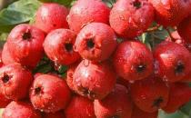 山楂吃多了易誘發腸胃疾病 山楂一次吃多少合適？