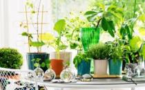 衛(wèi)生間里擺放什么植物最合適？