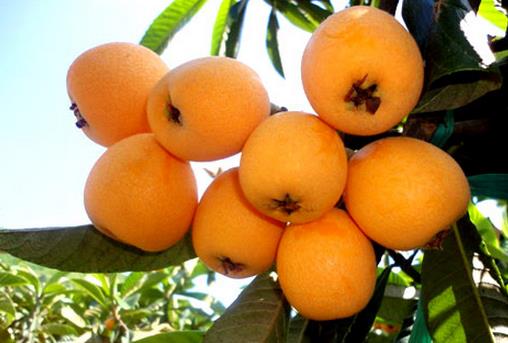 枇杷怎么保鮮？枇杷的保存方法盤點