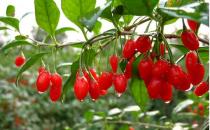 必吃的3種護(hù)眼食物