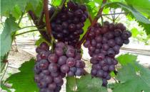 秋季養肝護肝吃什么