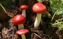 紅菇有什么功效？紅菇的做法