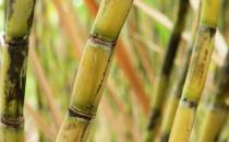 危險(xiǎn)！霉變甘蔗不能吃！