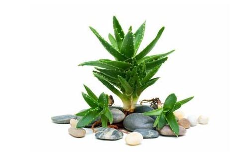 吃菠蘿有助促進消化?這些誤區別再信啦!