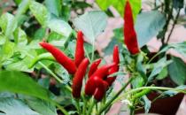 吃辣椒有哪些好處？辣椒的功效