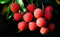 吃荔枝易上火 哪些人適合吃荔枝？