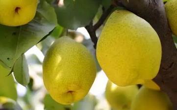 【鴨梨】_鴨梨的功效與作用,鴨梨不能和什么一起吃,鴨梨怎么吃 【鴨梨】_鴨梨的功效與作用,鴨梨不能和什么一起吃,鴨梨怎么吃