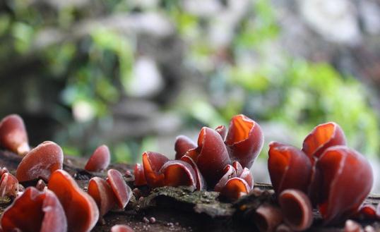 促進(jìn)排便的食譜:雙鳳鮮木耳