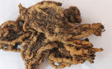 【黃連】黃連的功效與作用_黃連的副作用和禁忌_黃連的藥用價值 【黃連】黃連的功效與作用_黃連的副作用和禁忌_黃連的藥用價值