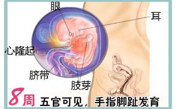 【懷孕8周】早孕8周癥狀_懷孕8周胎兒圖片_懷孕8周吃什么補身體 【懷孕8周】早孕8周癥狀_懷孕8周胎兒圖片_懷孕8周吃什么補身體