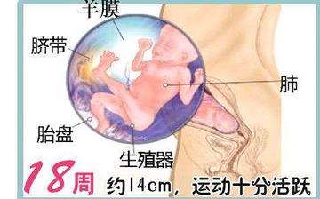 【懷孕18周】懷孕18周癥狀_懷孕18周胎兒圖片_B超數據_懷孕18周吃什么補身體