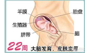 【懷孕22周】懷孕22周癥狀_懷孕22周胎兒圖片_B超數據_懷孕22周吃什么補身體