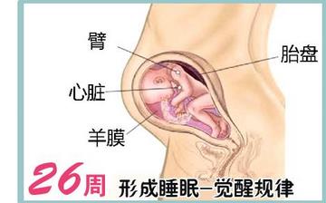 【懷孕26周】懷孕26周癥狀_懷孕26周胎兒變化_媽媽狀態_懷孕26周注意事項
