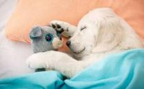 熬夜后如何保健養生？