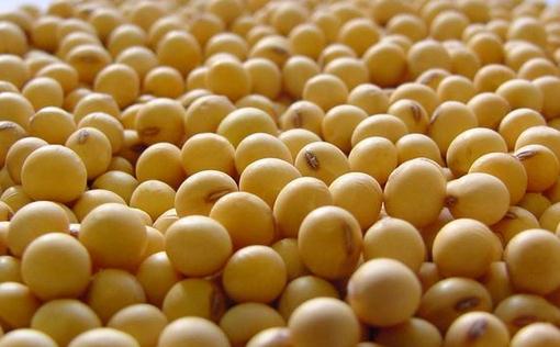 吃黃豆能不能減肥?