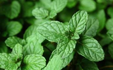 【驅蚊植物】驅蚊植物有哪些_驅蚊植物有用嗎_驅蚊花草_驅蚊植物排行榜 【驅蚊植物】驅蚊植物有哪些_驅蚊植物有用嗎_驅蚊花草_驅蚊植物排行榜