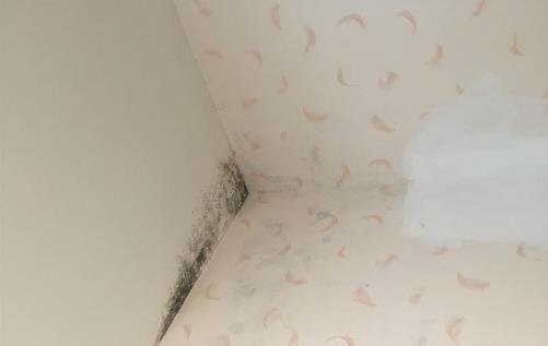 僅需這幾招 就再也不用為墻體發(fā)霉而煩惱了