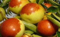 男人養肝防癌多吃冬棗