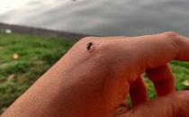 哪些中草藥可以預防蚊蟲叮咬