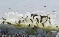 ?女子大海邊攝影 發現魚被冰封懸掛“空中”自然奇觀