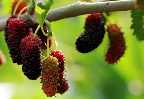 女性臉色發白屬氣血不足 教你補氣補血食譜補氣色