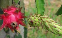 火龍果有紅心白心別具一格 你應知道的火龍果的營養價值