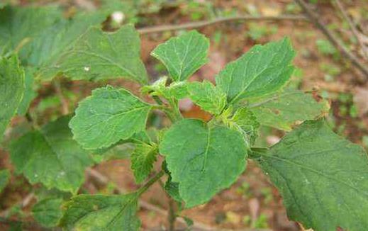 感冒了別隨便買中成藥吃 這些用藥錯(cuò)誤你都犯了嗎?